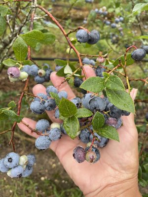 Love this blueberry farm!