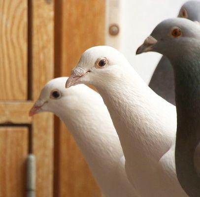 Pictured here our white doves with our racing homing pigeons. Very curious little fellas