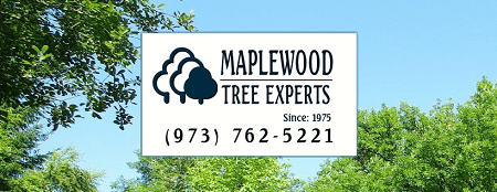 Your local tree experts since 1975