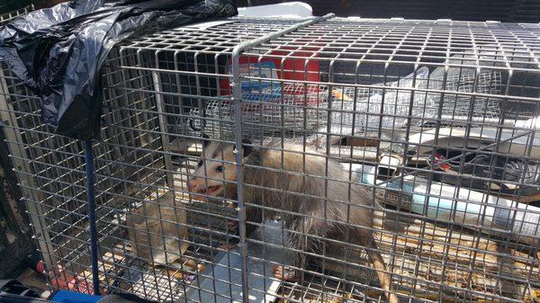 Wildlife trapping and removal in Atlanta,  ga