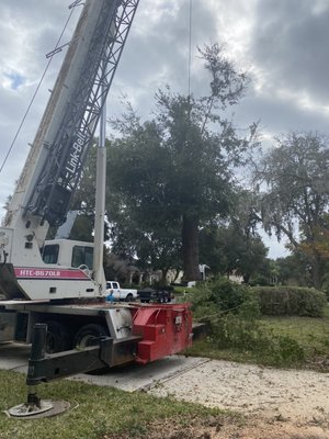 Southern Crane on a tree removal job