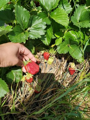 I picked my own strawberries today