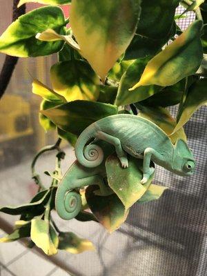 Baby chameleon