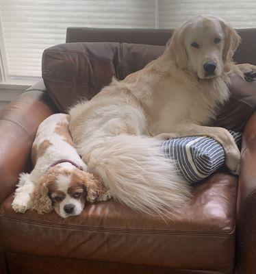 Dobie and Reggie sitting together