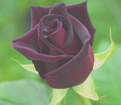 Black Baccara