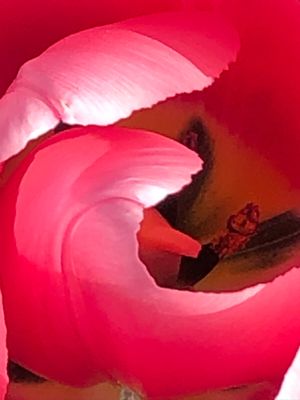 Up close & personal with a Tulip.