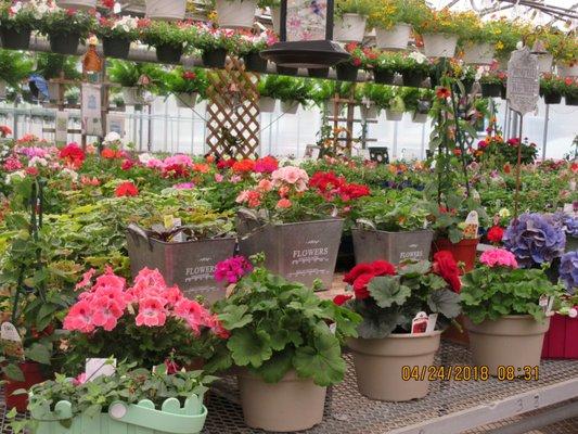 SPRING IN THE GREEN HOUSE