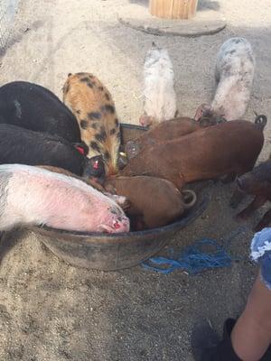 Month old piglets at feeding time