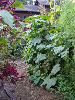 Natural Gardening. Lots of diversity and healthy soils.