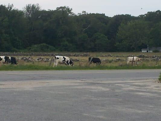 One of the rare times the cows are across the street.