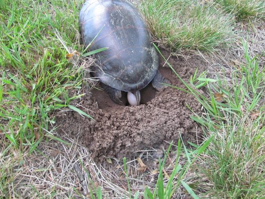 TURTLE LAYING EGGS IN OUR YARD!