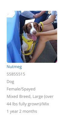 Nutmeg - available for adoption