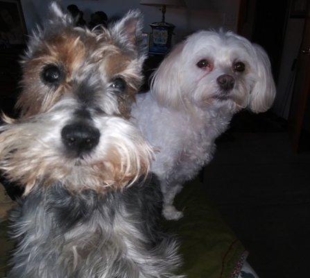 This is what Emma looked like prior to being groomed by Dani at Dog Barber Shop in Boise, Idaho.