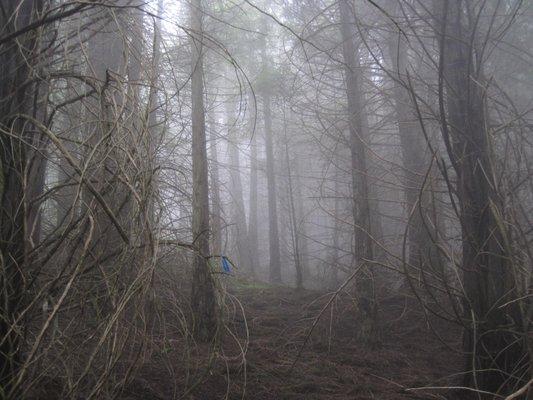 Redwood Trail, though not clearly marked at all. Beware of the fog and clouds rolling through.