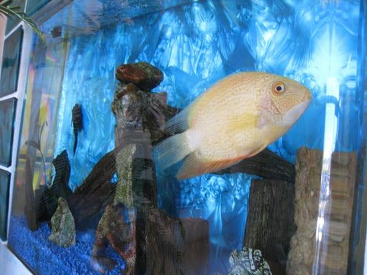 Sunny the fish has been with our practice for over 15 years.  He is the king of the aquarium.