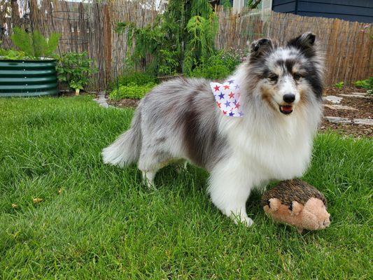 Dahlia is home and happy with hedgehog. Happy Memorial Day