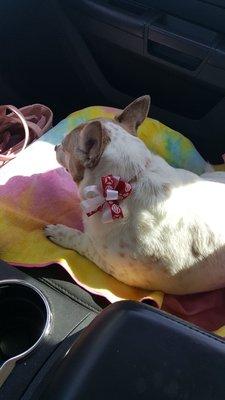 Molly's always nervous when she goes to the groomers but she always looks so sweet and happy when we pick her up. Thanks y'all!