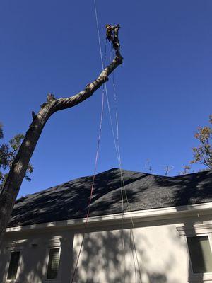 Hunt Tree Removal