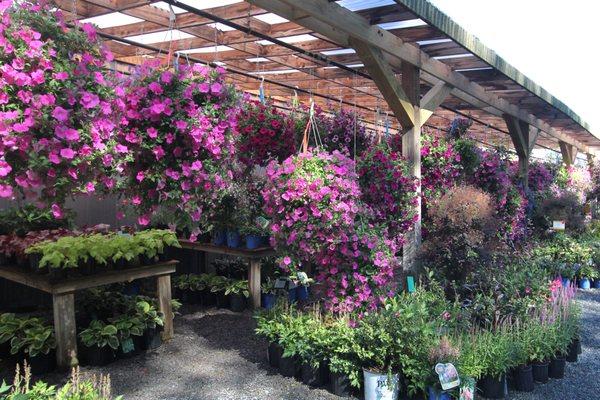 We have a great selection of hanging baskets available!