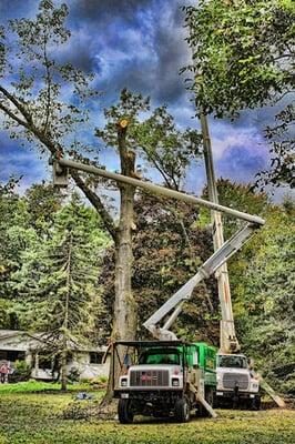 Advance Tree Service