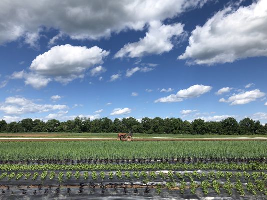 Sunny June day at Flocktown!