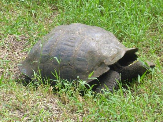 Galapagos Islands