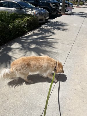 Going in for grooming