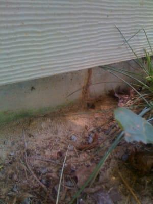 Termite Tubes in foundation