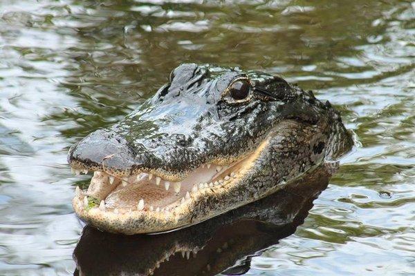 Gator up close