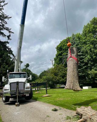 Large tree removal