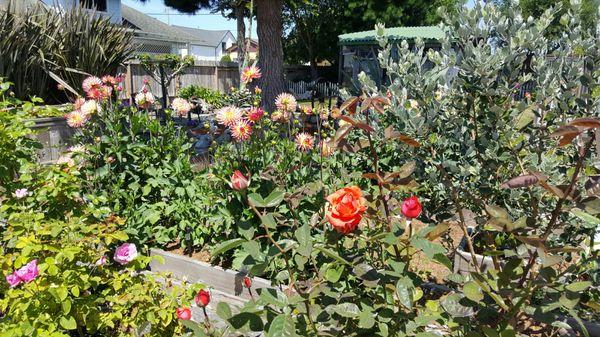 Beautiful roses at my Fields Landing listing.