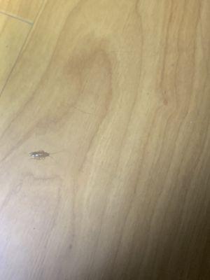 Live roach on floor