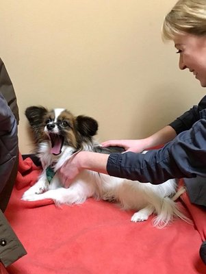 Our certified canine massage therapist, Kristina giving one of our canine clients a massage!