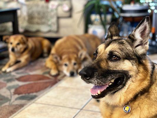 Luke, Zoe, and Bailey are just chilling