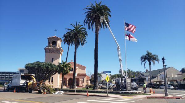 Pruning Canary Island Date Palms in La Jolla