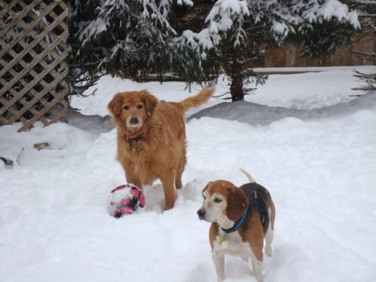 Taffy and Copper love the Snow