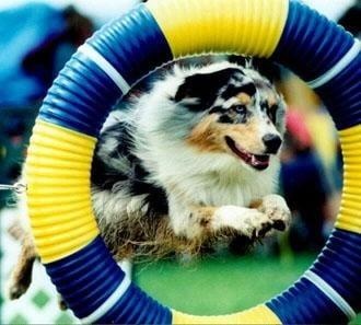 Agility Classes