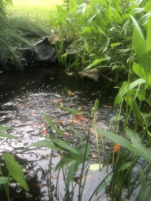 Low input fish pond with wetland bog filter system