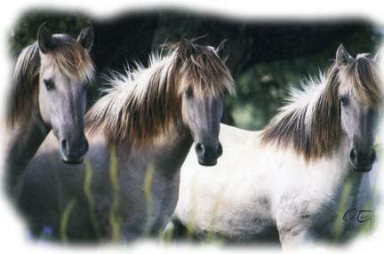 Caballos de Destino