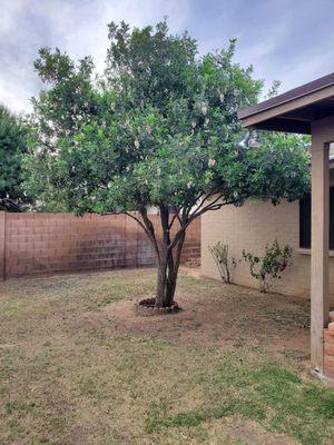 Trimmed tree