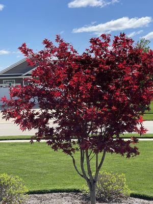 Our Japanese Maple from Pleasant Nursery