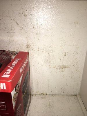 Home Inspections & Mold Inspections Black Mold Analysis 619-990-2885 Mold growing back of closet