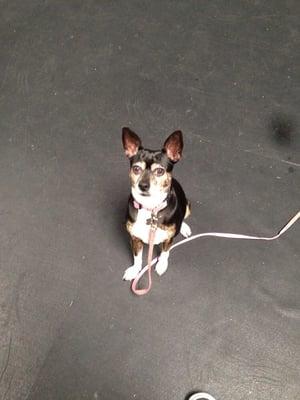 This is Princess sitting so beautifully after Michele taught her to love training! She will do anything for a treat ; )