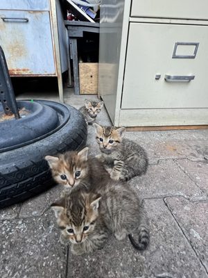 community request, kittens, TNR