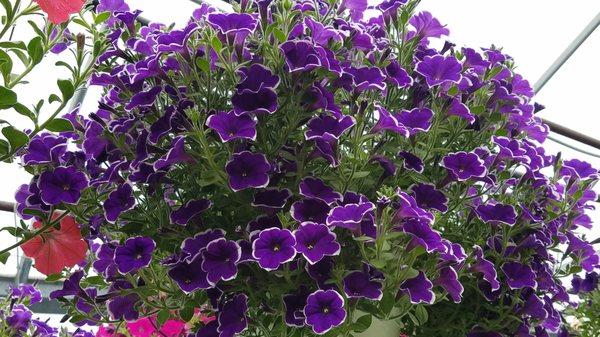 Hanging Baskets!