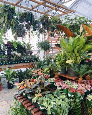 We have a large variety of houseplants!