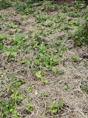 Straw thrown on top of weeds