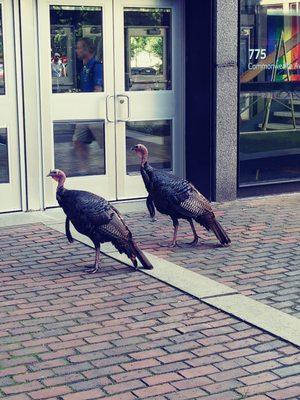 BU Turkeys