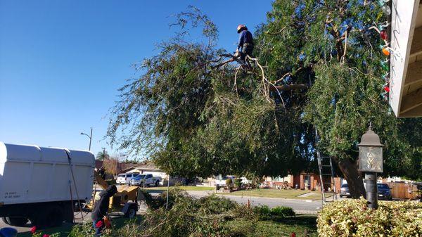 A-1 Tree Service at work