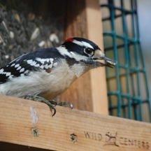 The Wild Bird Center of Weatherford